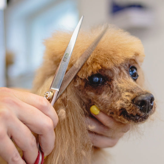 Grooming Supplies
