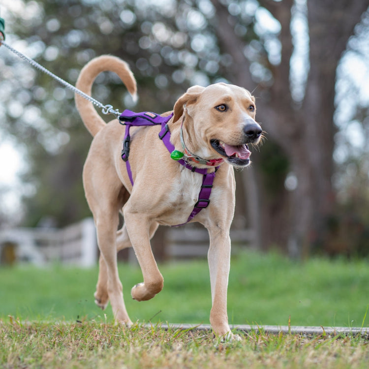 Leashes, Collars, & Harnesses