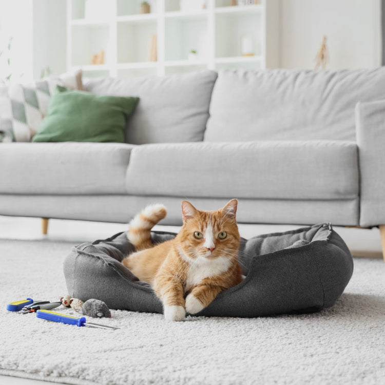 Pet Beds & Furniture