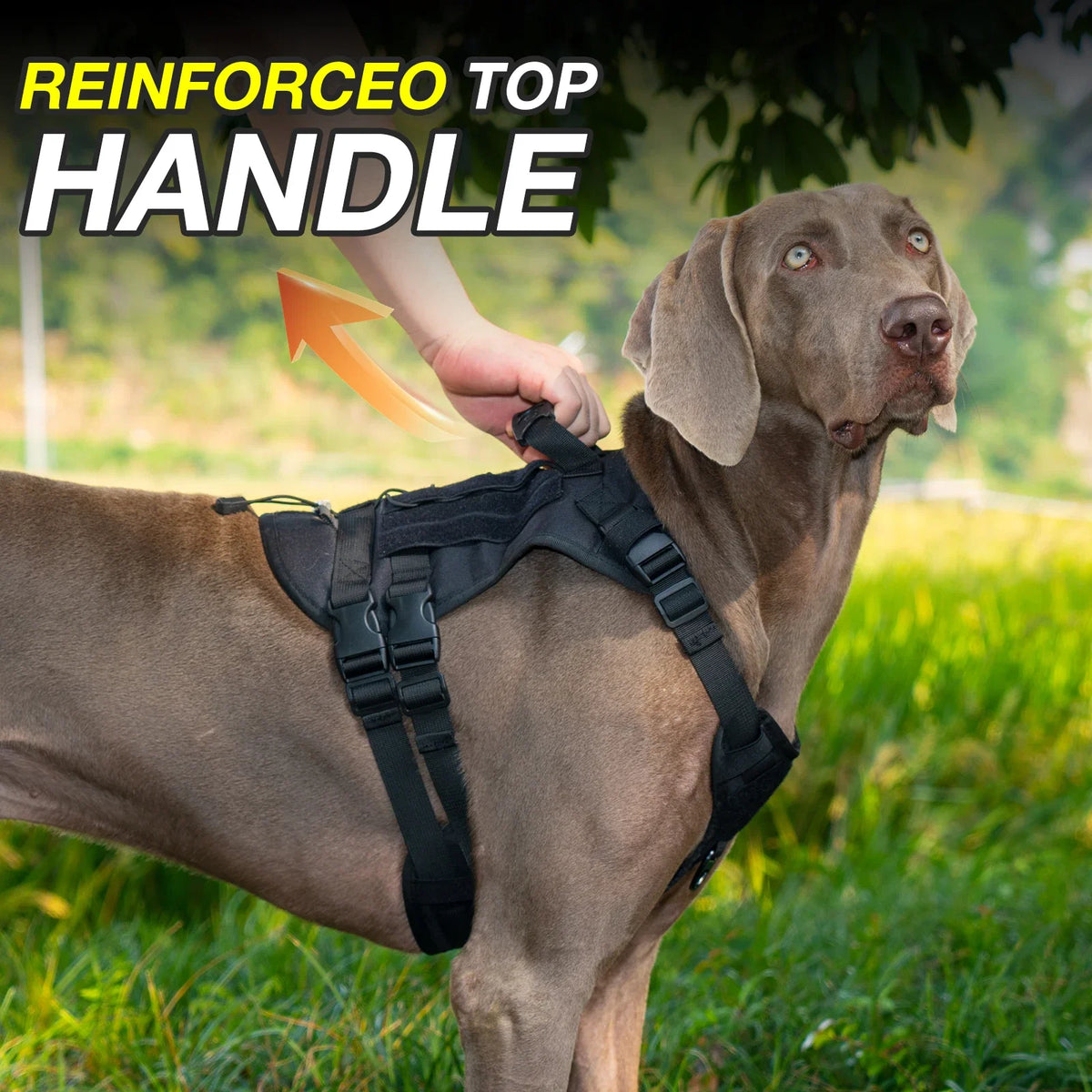 Large Dog Tactical Chest Harness Outdoor Walking Vest