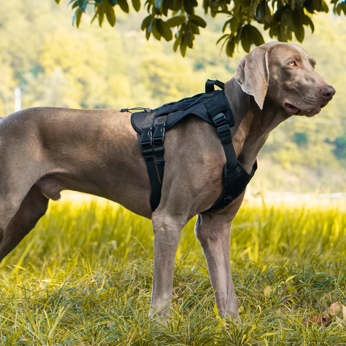 Large Dog Tactical Chest Harness Outdoor Walking Vest