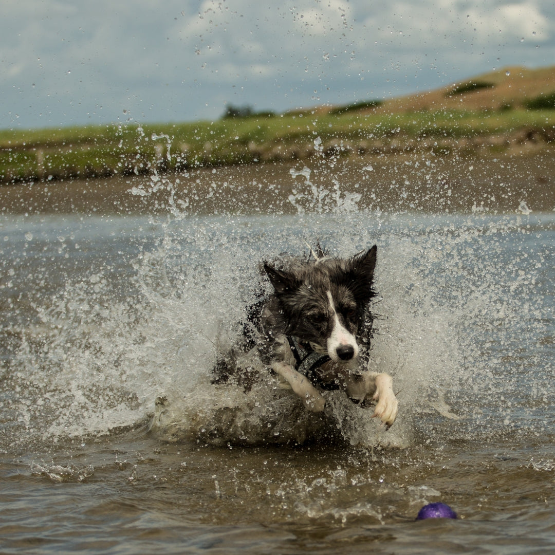 A black and white dog splashing through water, creating a large splash, with a grassy shoreline and cloudy sky in the background.