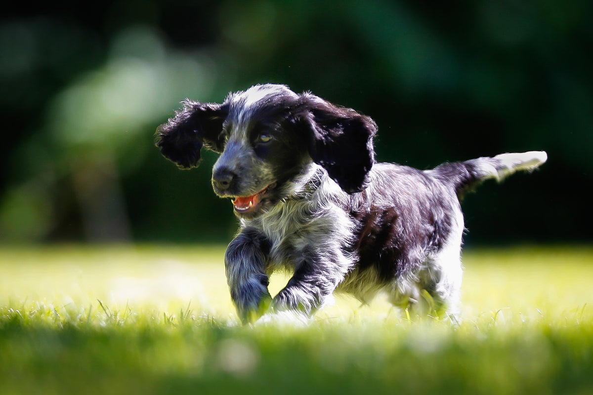 A black and white puppy running happily on a green grassy lawn with a blurred natural background.