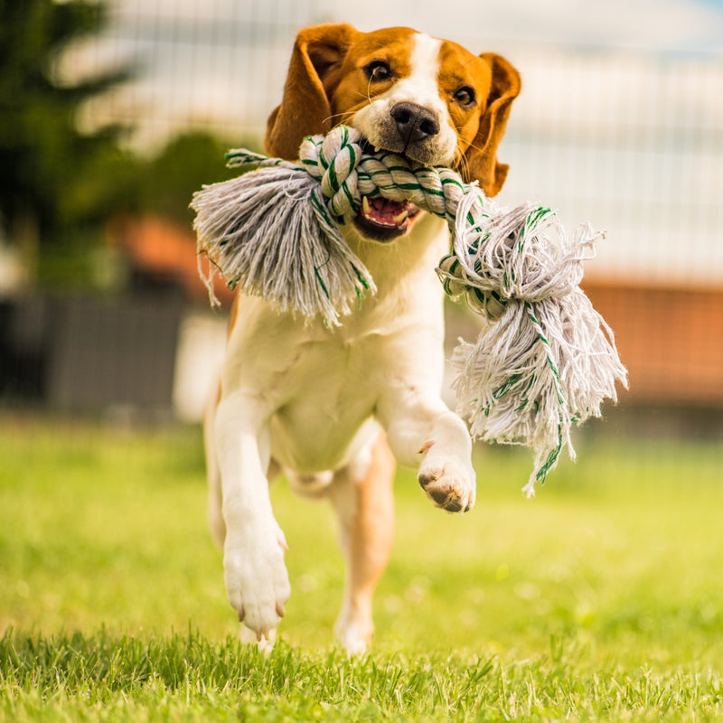 A small brown and white dog running across a green lawn while holding a knotted rope toy in its mouth.