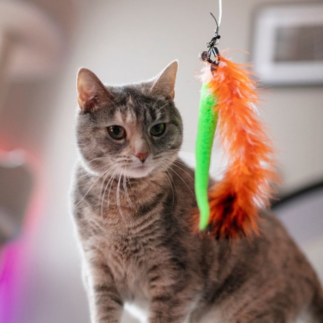 A gray tabby cat stands indoors next to a hanging cat toy with a bright green cylindrical piece and an orange feather.