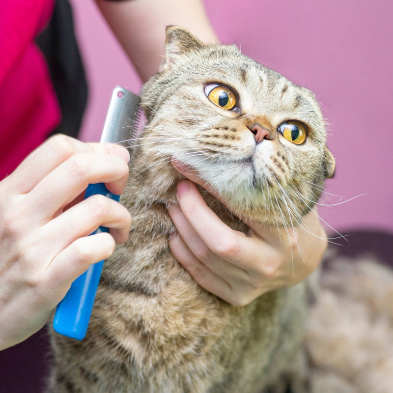 A close-up of a person grooming a brown tabby cat with a blue-handled brush, set against a solid pink background.