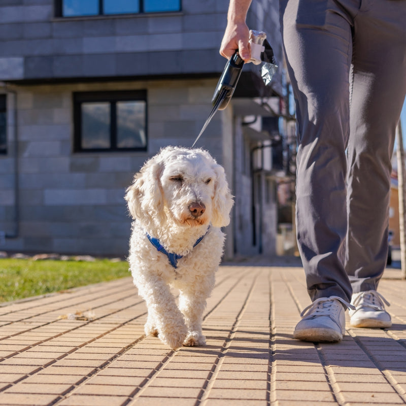 A small white fluffy dog wearing a blue harness walks on a paved path while being held on a leash by a person whose legs and hand are visible, with a modern gray building in the background.