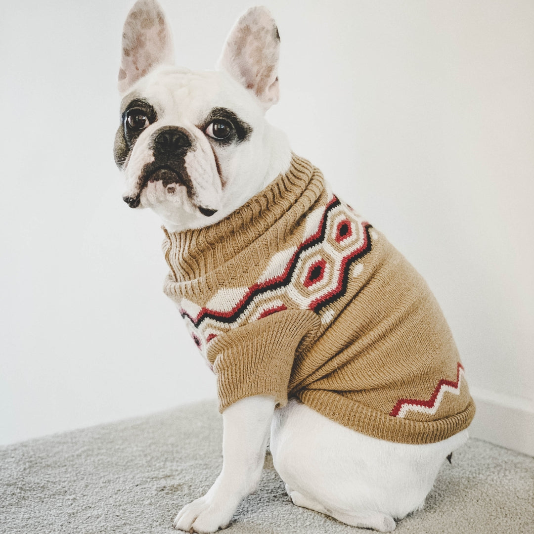 A white French Bulldog wearing a tan knit sweater with a red, black, and white geometric pattern, sitting on a gray carpet against a white wall.